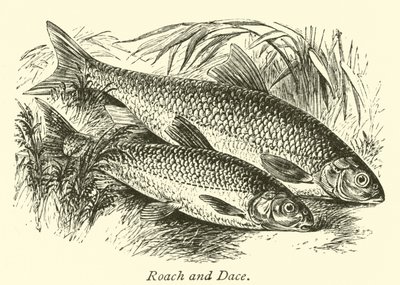 Rotauge und Döbel von English School