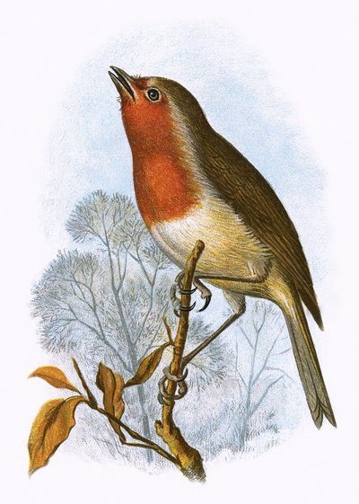Rotkehlchen von English School