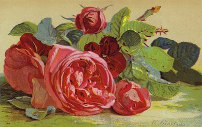 Rosen, der Herzog von Edinburgh von English School