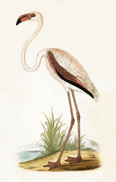 Rosaflamingo, Illustration aus 