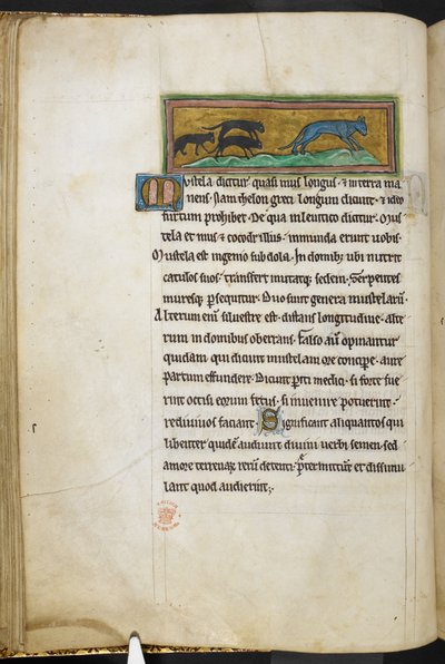 Mäuse jagen eine Katze, aus Bestiarium (ff. 3-141), Lapidarium (ff. 141v-149), 2. Viertel des 13. Jahrhunderts von English School