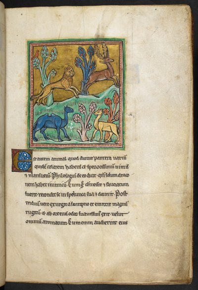 Ein Leopard jagt einen Hirsch, mit einem Kamel und einem anderen Tier von English School