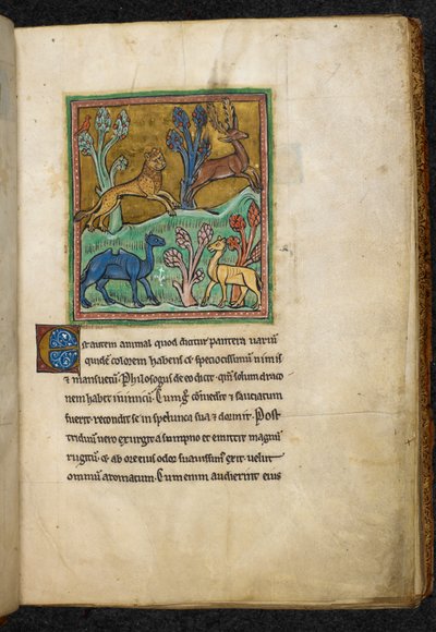 Leopard jagt einen Hirsch, mit einem Kamel und einem anderen Tier von English School