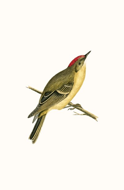 Rubinkönig, Illustration aus 