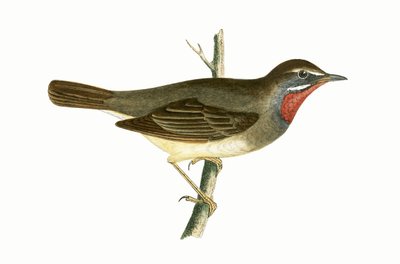 Rubinkehl-Waldsänger, Illustration aus 