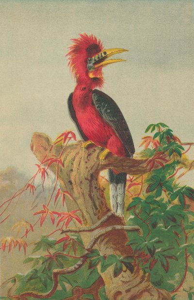 Rothals-Hornvogel (Buceros nipalensis) von English School