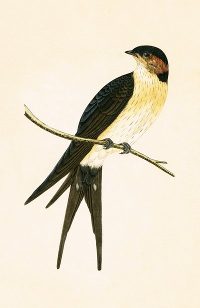 Rostschwalbe, Illustration aus 