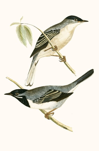 Rüppells Grasmücke, Illustration aus 