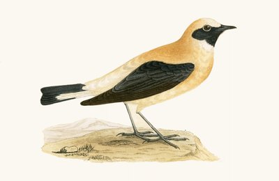 Rostroter Steinschmätzer, Illustration aus 