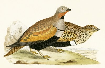 Sandhuhn, Illustration aus 