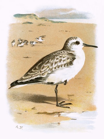 Sanderling von English School