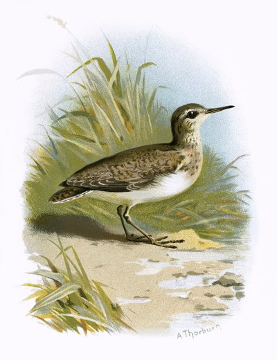 Strandläufer von English School