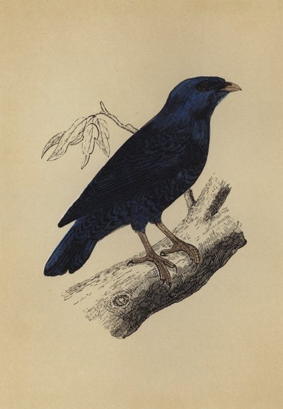 Seidenvogel (Farblithografie) von English School