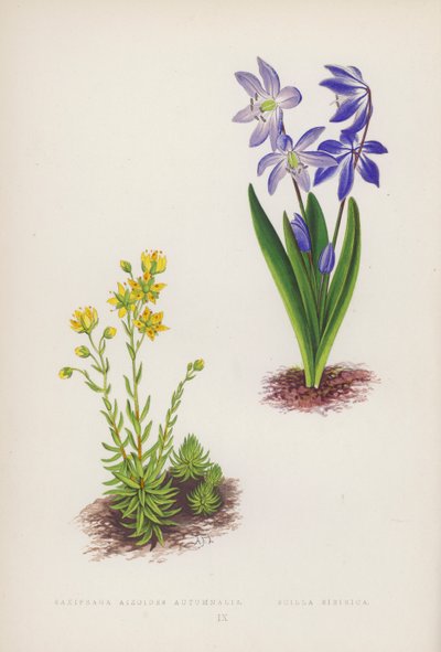 Saxifraga Aizoides Autumnalis; Scilla Sibirica von English School