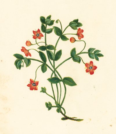 Roter Gauchheil, Anagallis Arvensis von English School