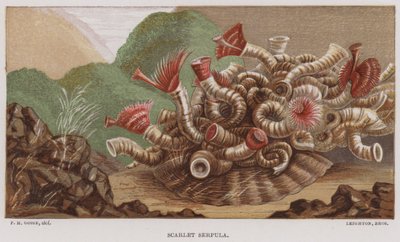 Scharlachrote Serpula von English School