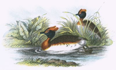 Sklavonischer Taucher von English School
