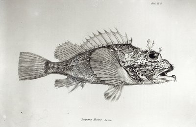 Skorpionfisch, Tafel 8 aus 
