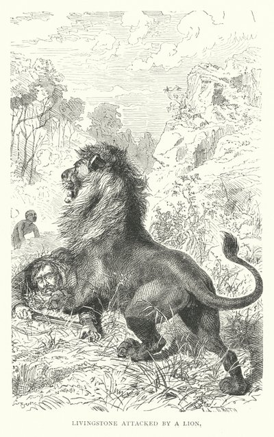 Der schottische Missionar David Livingstone wird in Afrika von einem Löwen angegriffen von English School