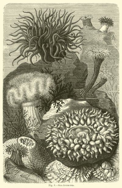 Seeanemonen von English School