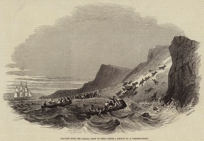 Seelöwenjagd vor Callao, Küste von Peru (Gravur) von English School