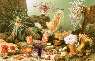 Seeanemonen von English School