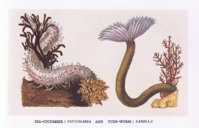 Seegurke und Röhrenwurm, Natur in Großbritannien, veröffentlicht von Collins von English School