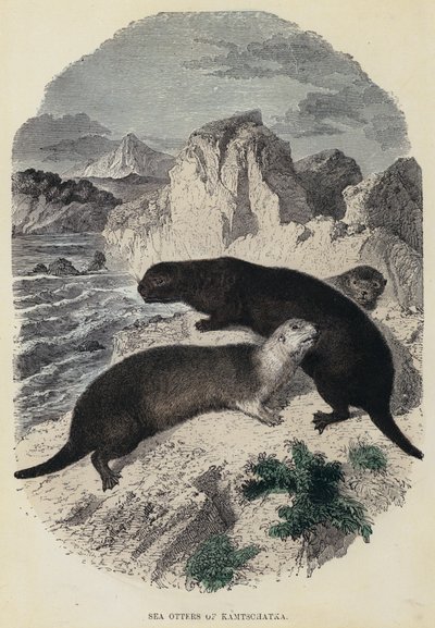 Seeotter von Kamtschatka (kolorierte Gravur) von English School