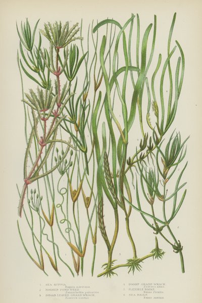 Meer-Ruppia, Gehörntes Teichkraut, Breitblättriges Gras-Wrack, Zwerggras-Wrack, Flexibles Naias, Meeres-Naias von English School