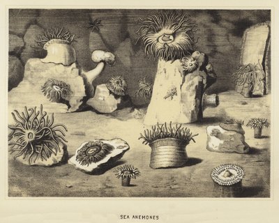 Seeanemonen von English School
