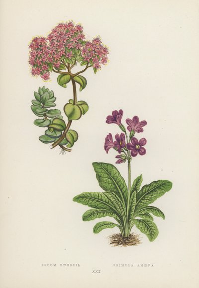 Sedum Ewersii; Primula Amoena von English School