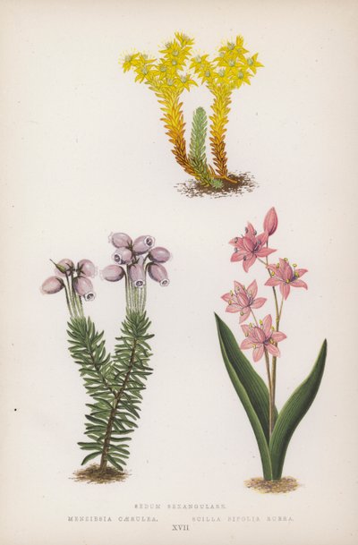 Sedum Sexangulare; Menziesia Caerulea; Scilla Bifolia Rubra von English School