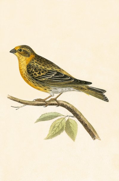 Serin Finch, Illustration aus 