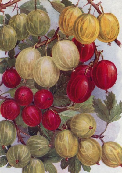 Sieben gute Stachelbeeren von English School
