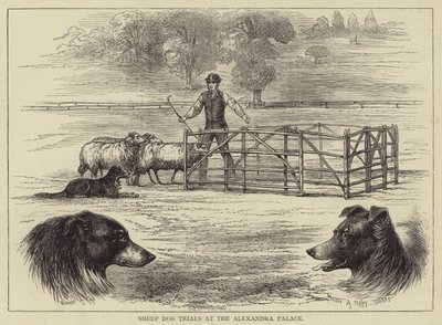 Schafhundewettbewerbe im Alexandra Palace (Gravur) von English School