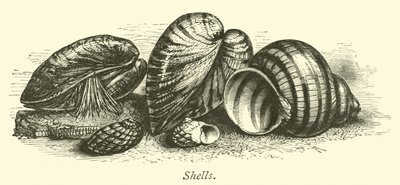 Muscheln von English School