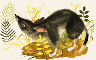 Spitzmaus von English School