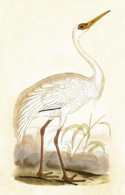 Sibirischer Kranich, Illustration aus 