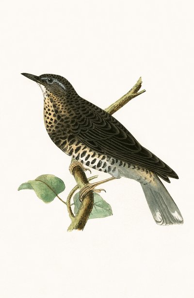 Sibirendrossel, Illustration aus 