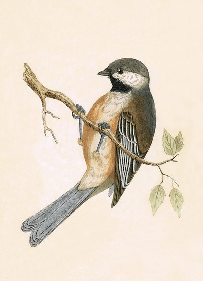Sibirische Meise, Illustration aus 