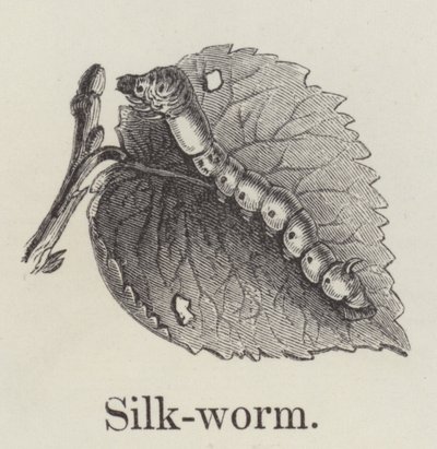 Seidenraupe von English School