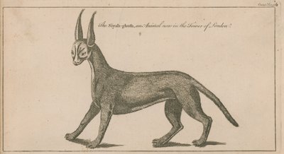Schwarzer Vogel von English School