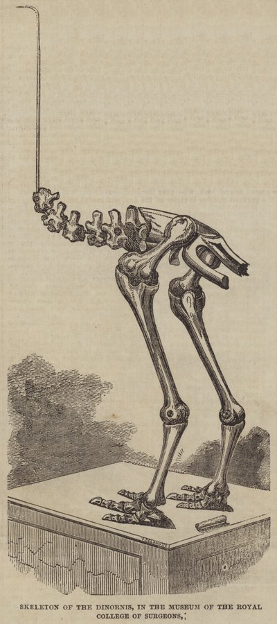 Skelett des Dinornis im Museum des Royal College of Surgeons (Gravur) von English School