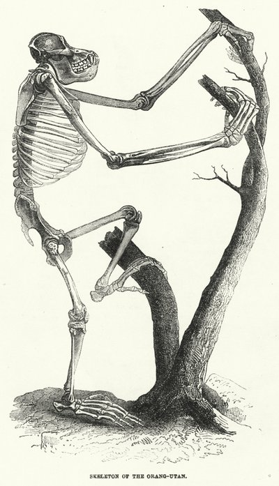 Skelett des Orang-Utan von English School