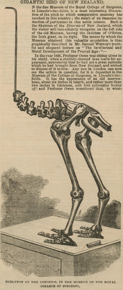 Skelett des Dinornis, ein riesiger Vogel aus Neuseeland von English School