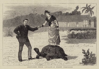 Skizzen aus Ceylon, eine Riesenschildkröte von English School