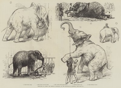 Skizzen von Jumbo, dem afrikanischen Elefanten, im Zoologischen Garten (Lithographie) von English School