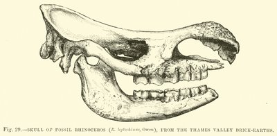 Schädel des fossilen Nashorns (R. leptorhinus, Owen) aus den Thames Valley Brick-earths von English School