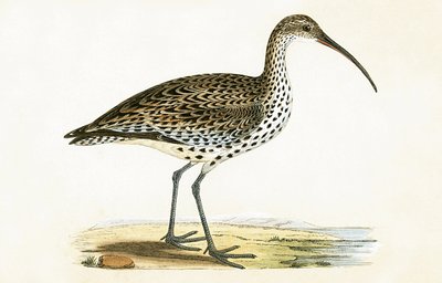 Schmalschnabel-Brachvogel, Illustration aus 
