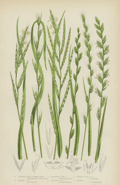 Schlankes Falsches Brachsenkraut, Heide-Falsches Brachsenkraut, Mehrjähriges Weidelgras, Bärtiges Weidelgras von English School